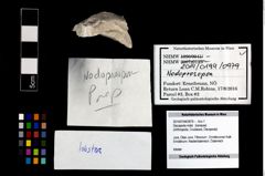 Foto (Objekt + Etikett) von Decapoda indet.  (NHMW-GEO-2014-0194-0979)